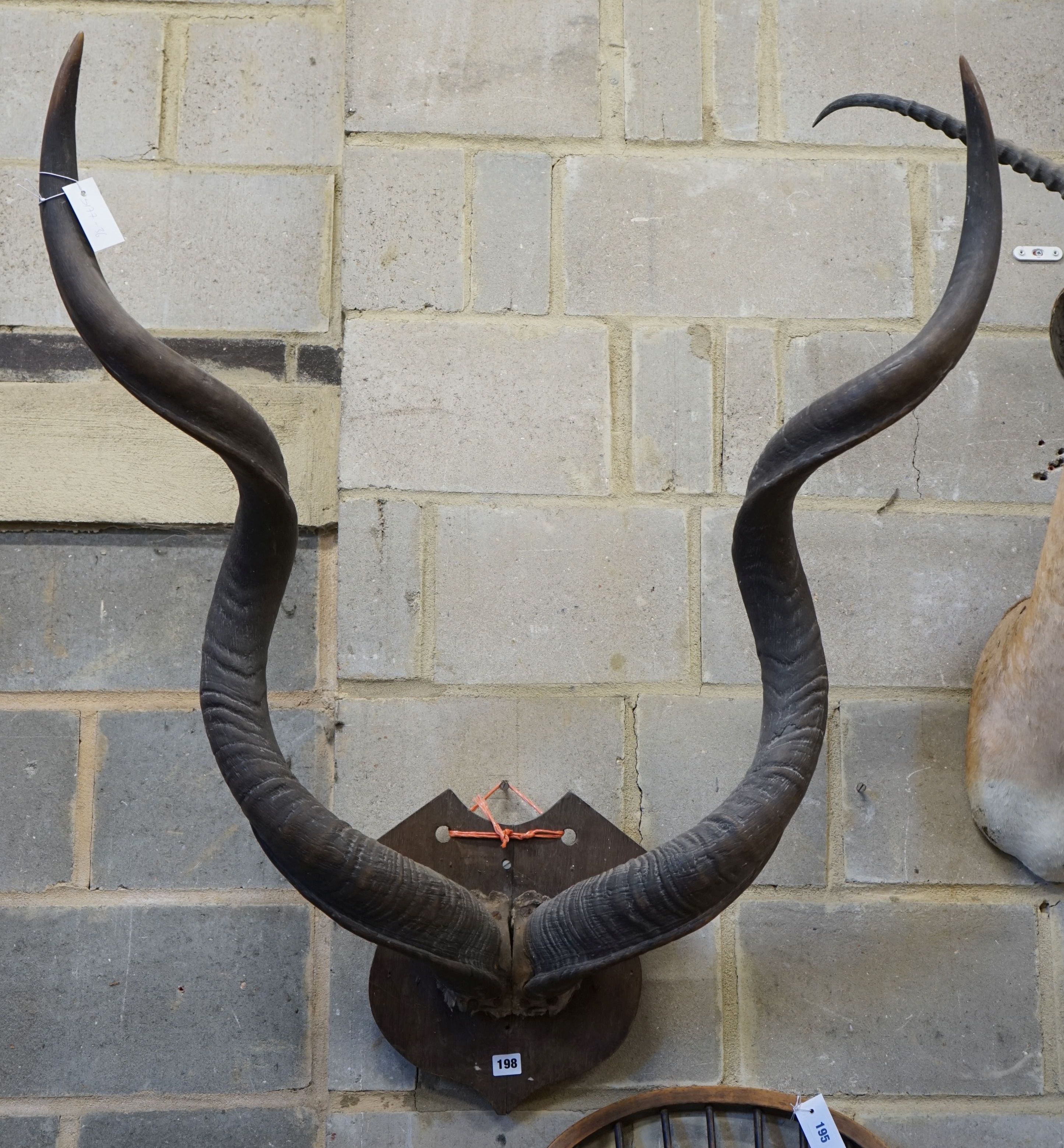 Taxidermy: Shield mounted Kudu horns, approximately 97 cm across